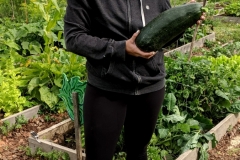 Zuccini haul from the community garden, 2018