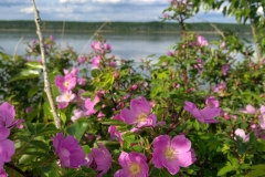 Wild roses along the McKenzie river
